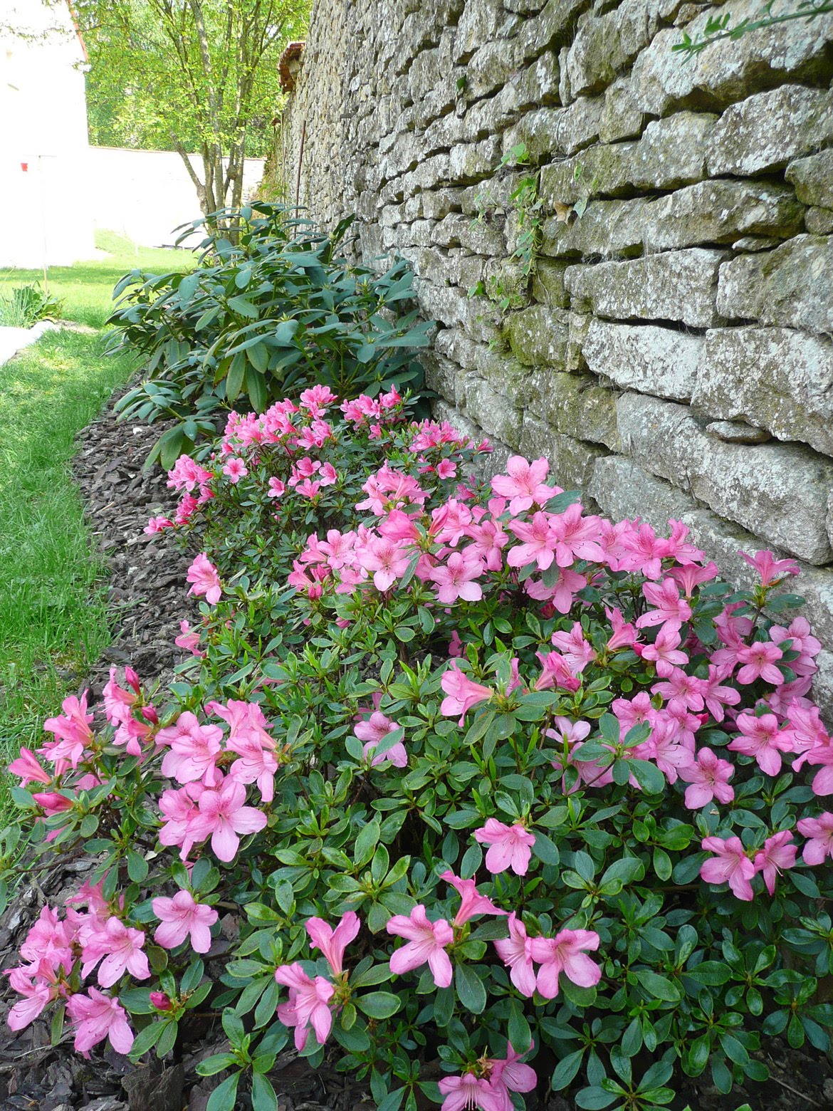 Arbuste fleuri de petite taille