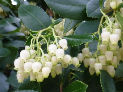 Arbuste a clochettes blanches