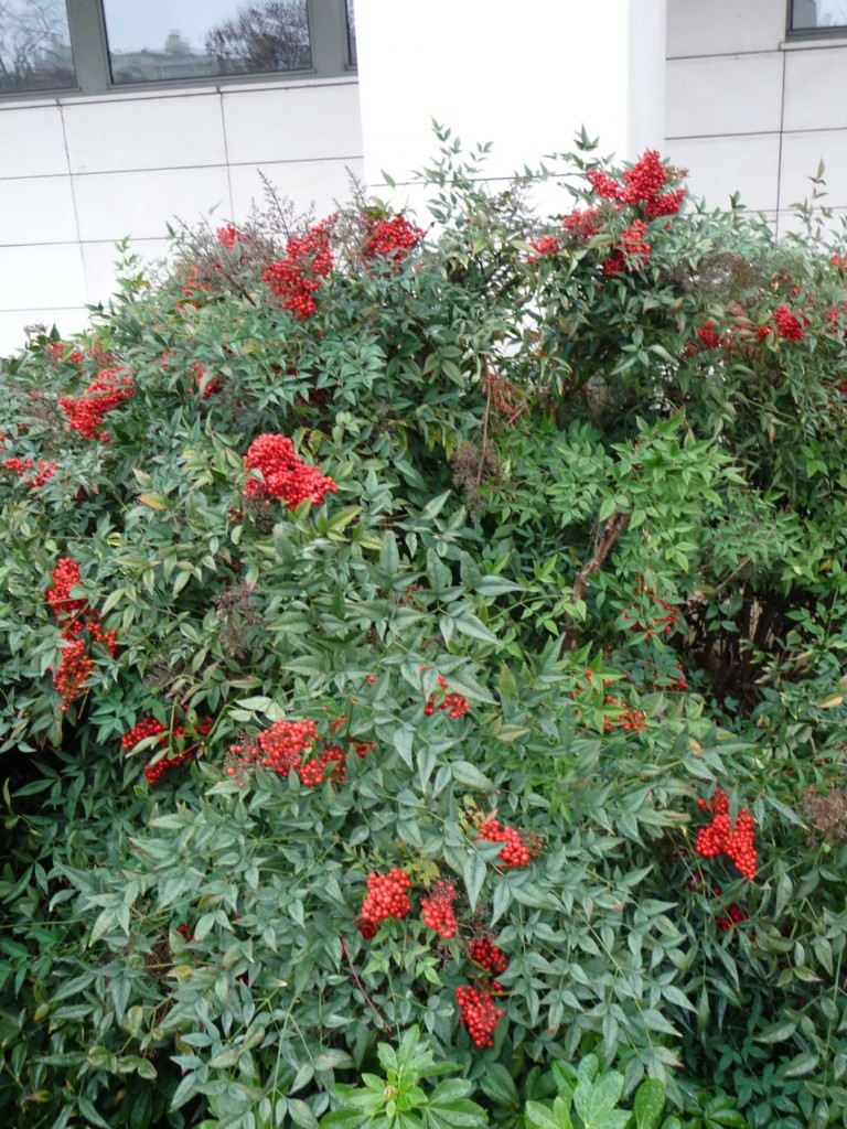 Arbustes decoratifs feuillage persistant
