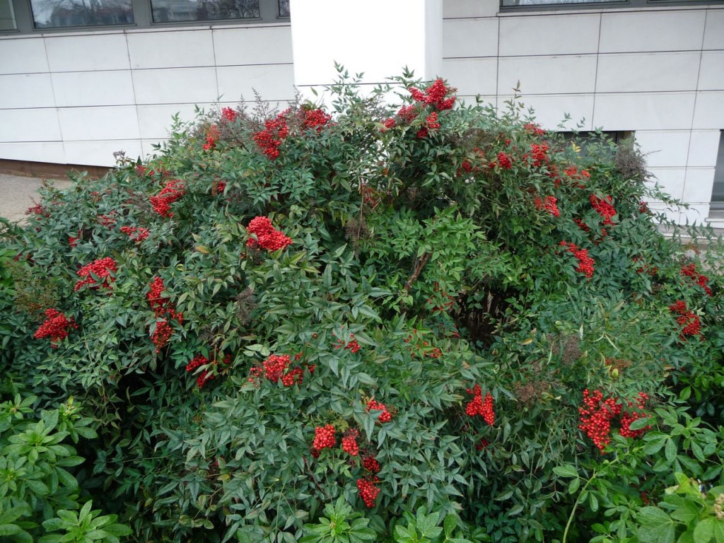 Arbuste à feuillage persistant et à fleurs