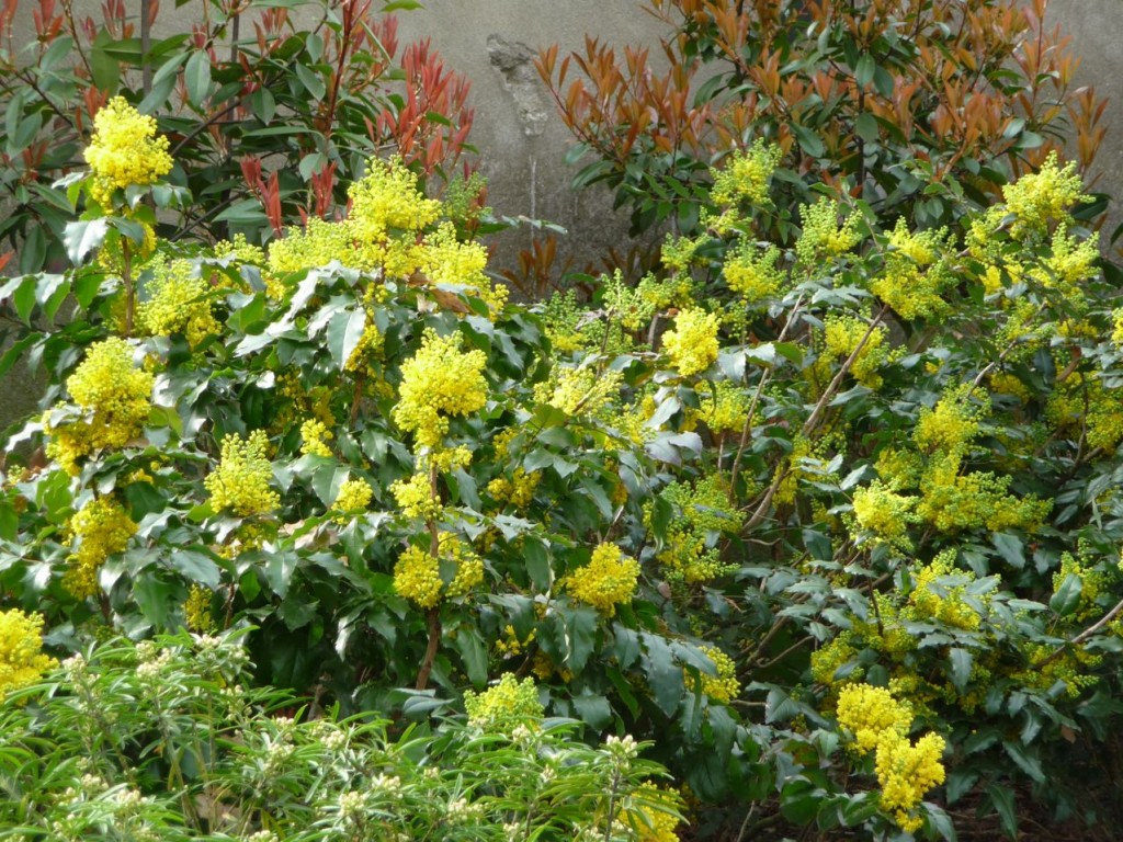 Arbuste persistant pour jardiniere