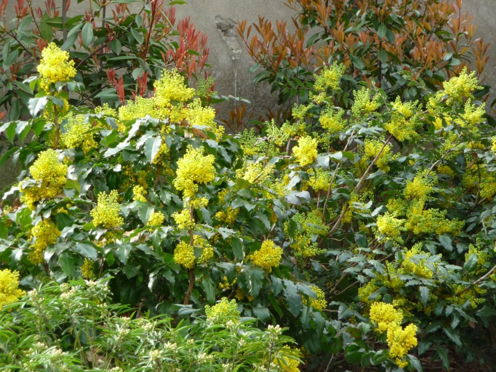 Arbustes à fleurs feuillage persistant