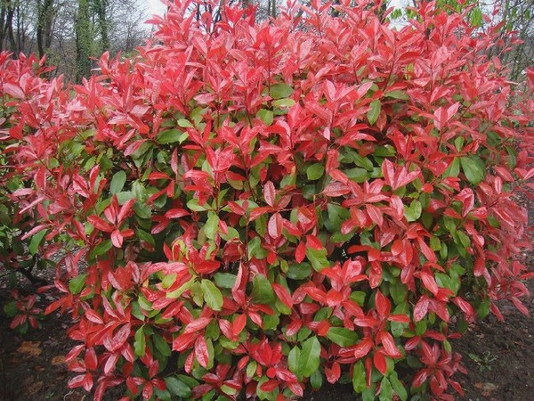 Arbre feuillage persistant rouge