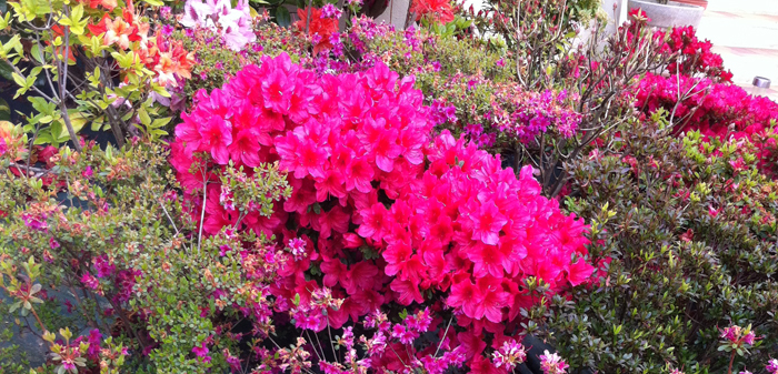 Arbuste a fleur plein soleil