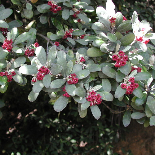 Arbuste petites fleurs rouges