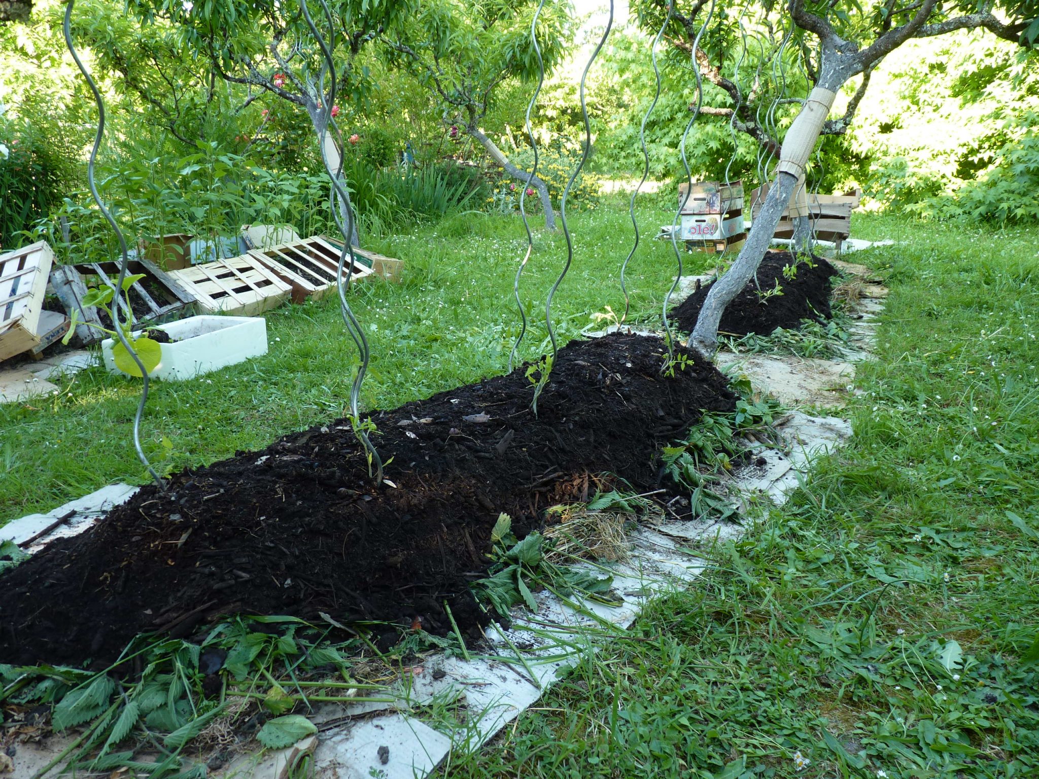 Arbre original a planter