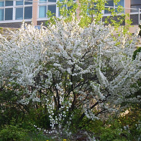 Petit arbuste a fleurs blanches