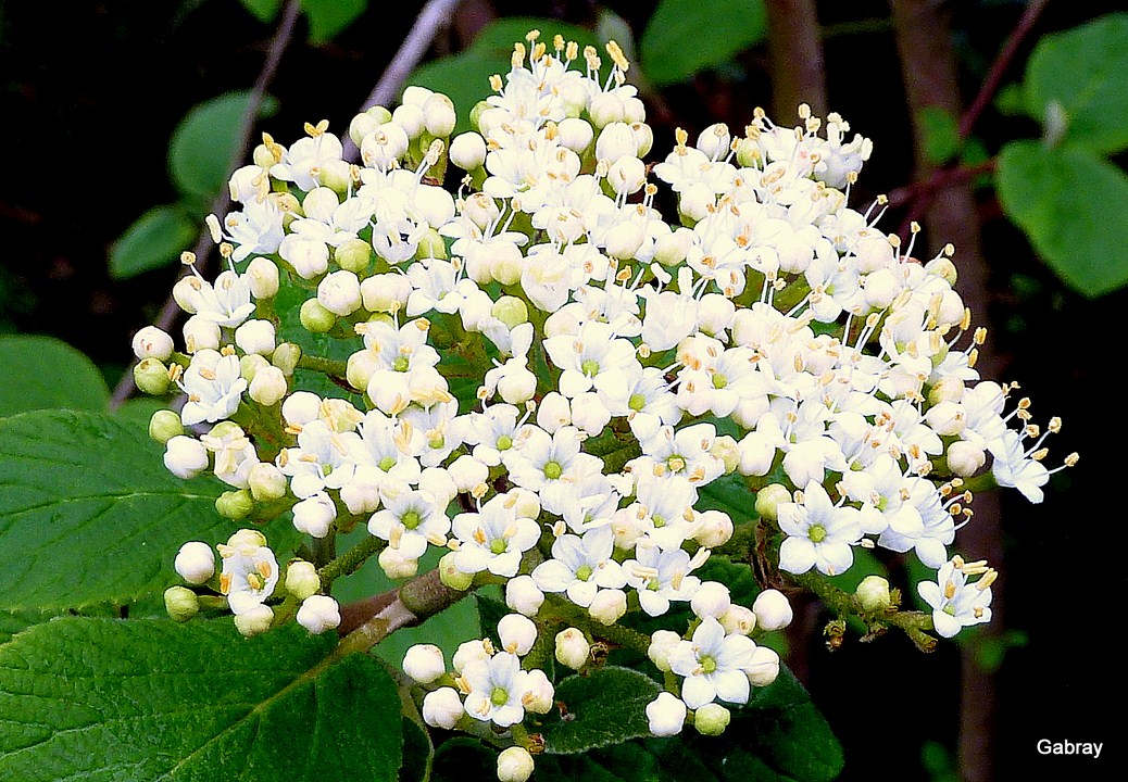 Arbuste a petite fleur blanche