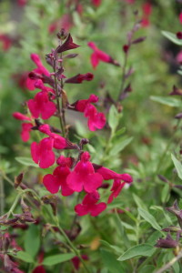 Arbuste petites fleurs rouges