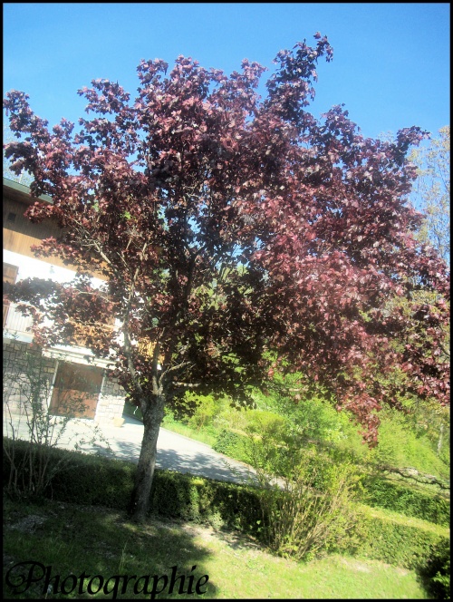 Arbre a feuille rouge