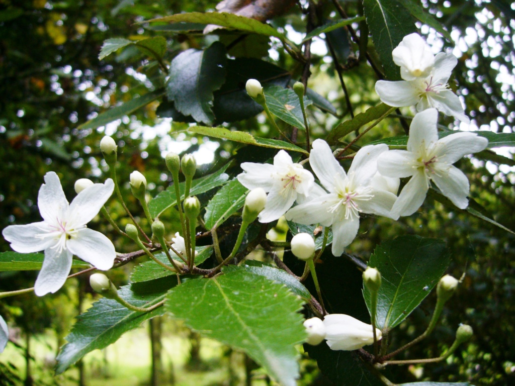 Arbuste fleuri ete