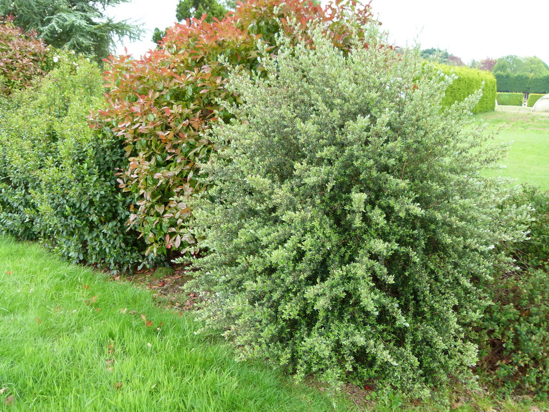 Plantes feuillage persistant hiver