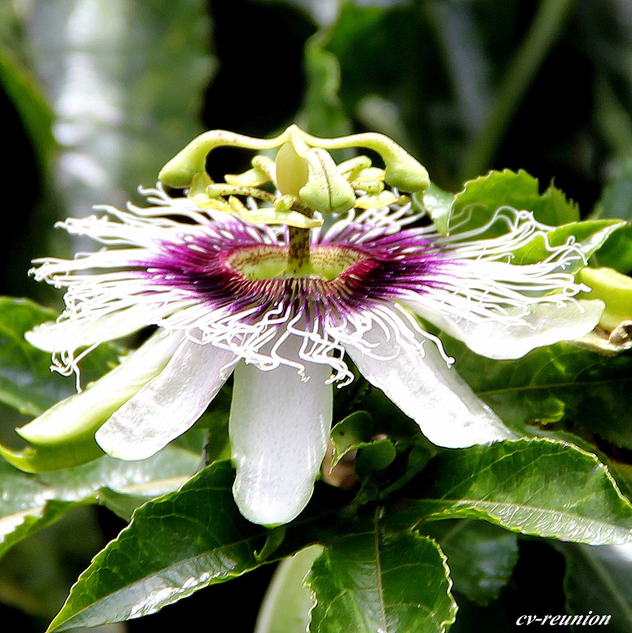 Fleur arbuste de passion