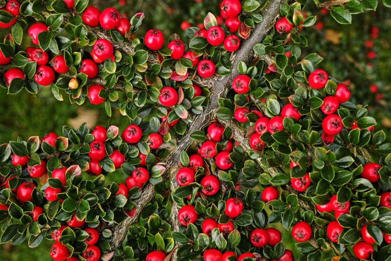 Arbuste boule rouge hiver