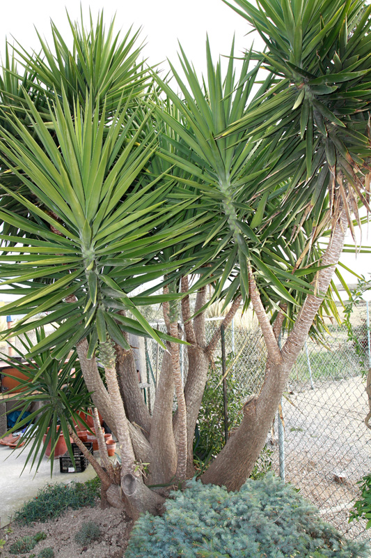 Plante méditerranéenne rustique