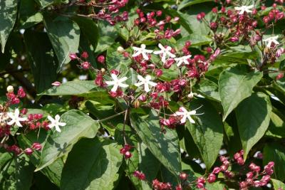 Arbuste à fleurs odorantes