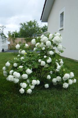 Boule de neige haie