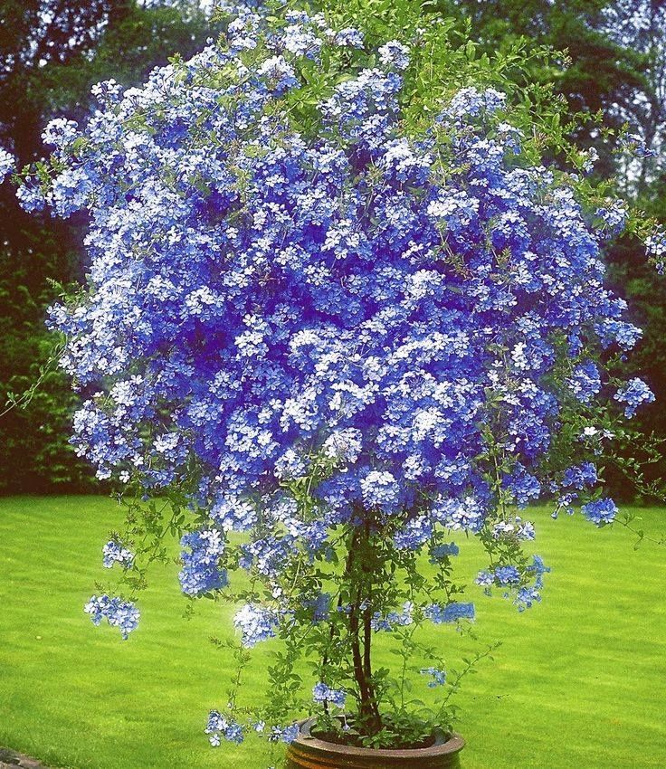 Arbuste persistant bleu