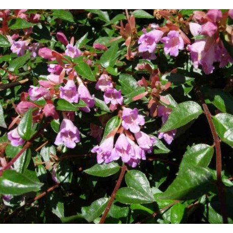 Arbuste de jardin a fleurs