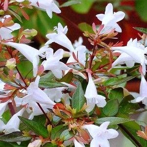 Arbuste à fleurs blanches