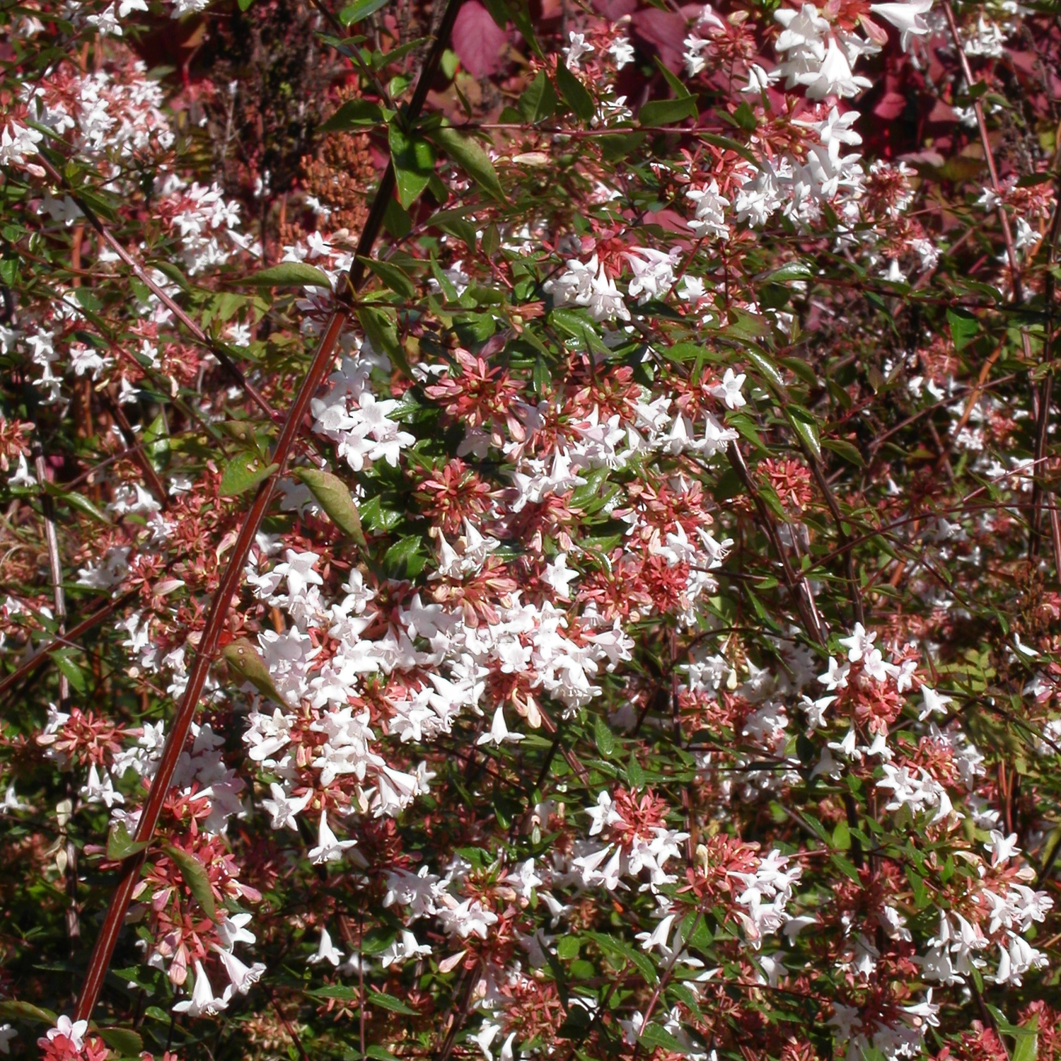 Plantes arbustes persistants