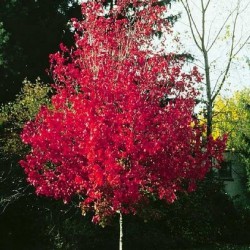 Arbre persistant rouge