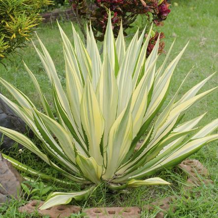 Plantes à feuillage persistant