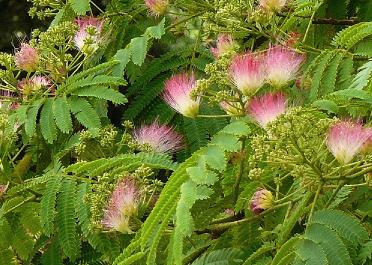 Plus beaux arbustes à fleurs