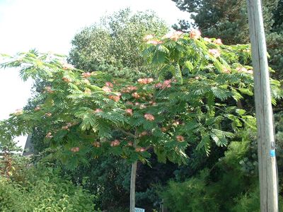 Arbre boule persistant