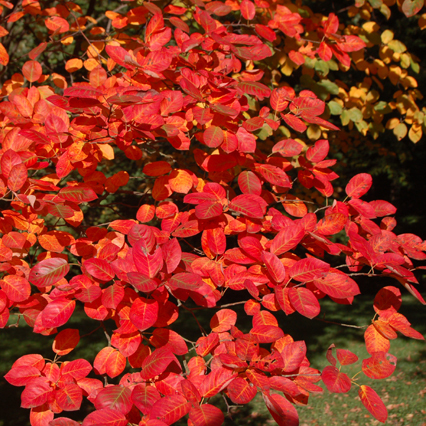 Arbuste feuille rouge printemps