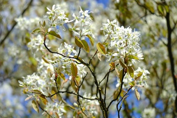 Les plus beaux arbustes fleuris