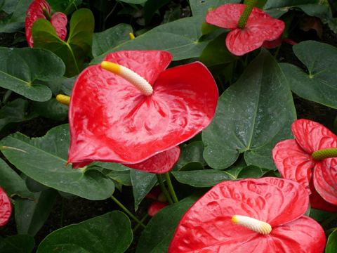 Plante feuille verte et rouge