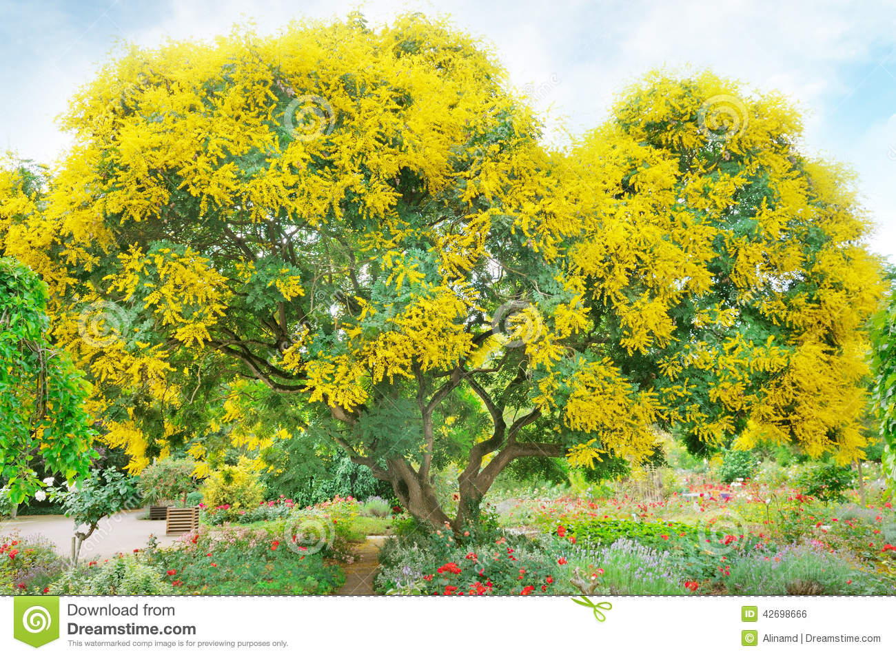 Arbre a fleur jaune