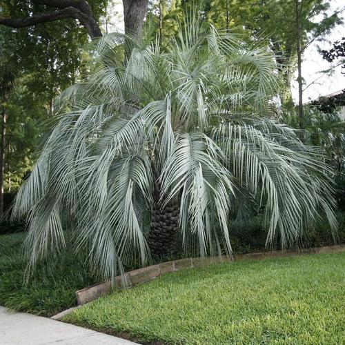 Arbre petite taille feuillage persistant