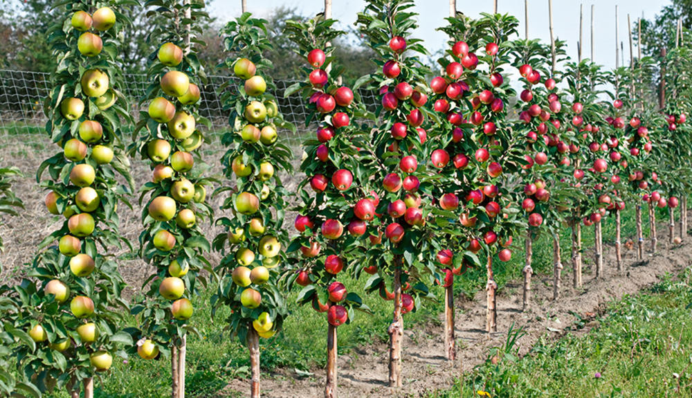 Petit arbre fruitier