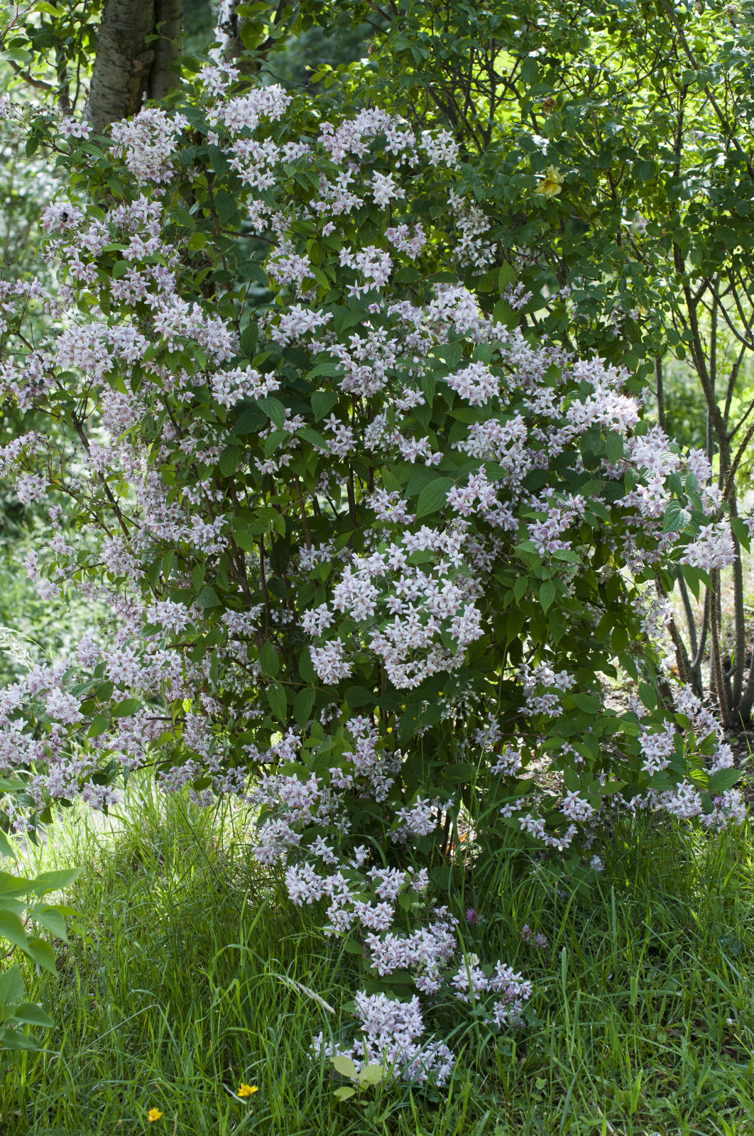 Arbre feuillage persistant pour petit jardin