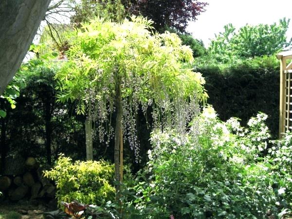 Petit arbre feuillage persistant