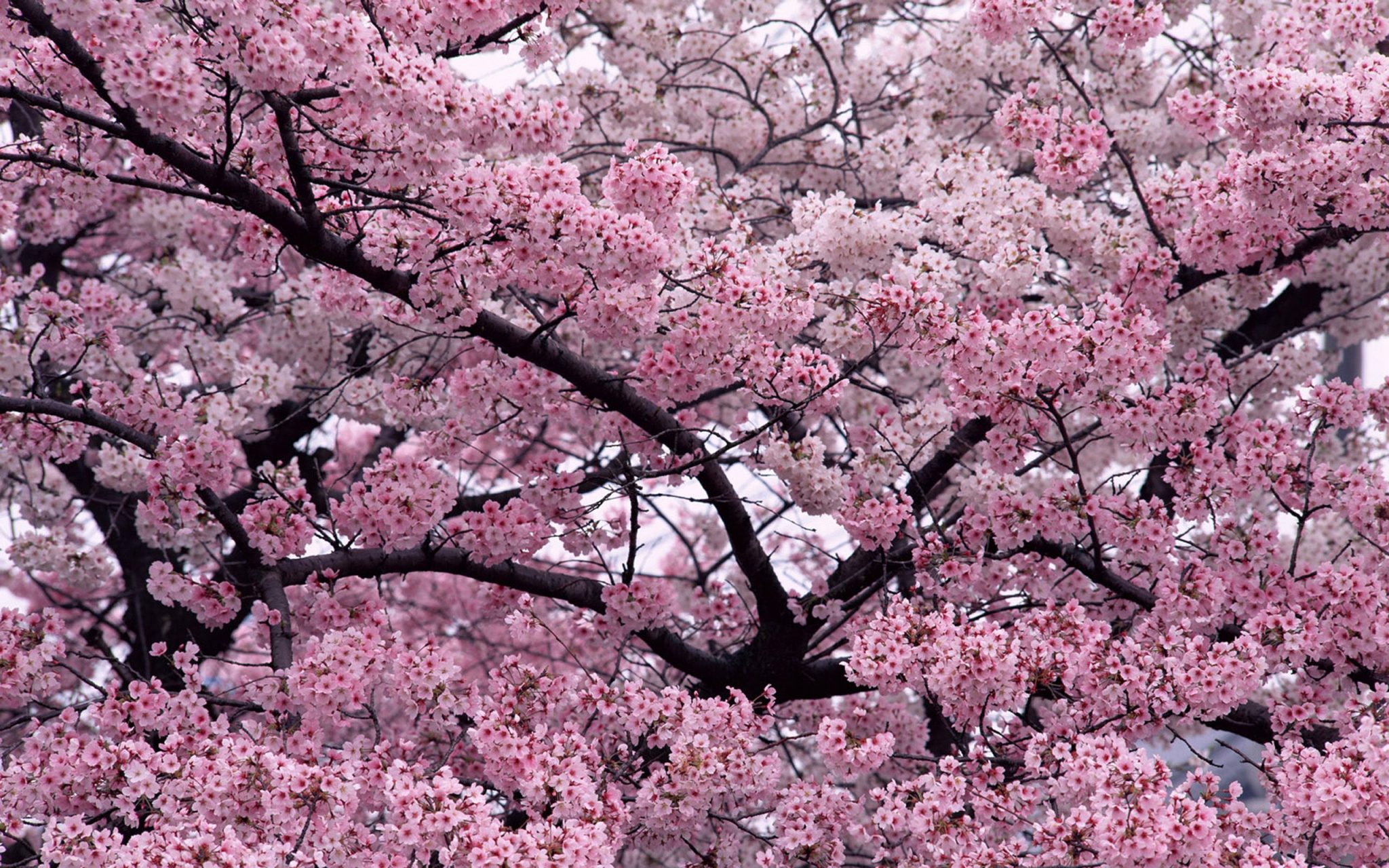 Arbre fleuri