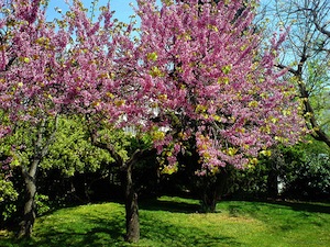 Arbre qui ne perd pas ses feuilles