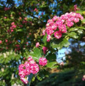 Arbres et fleurs