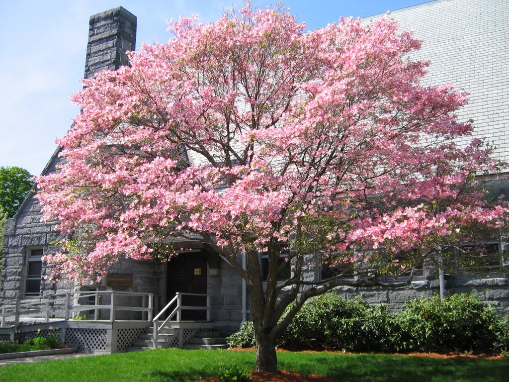 Arbres à fleurs