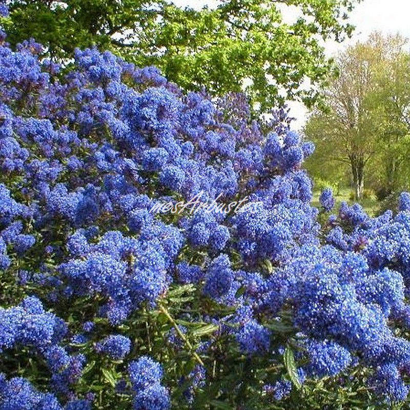 Arbuste fleuri à feuillage persistant