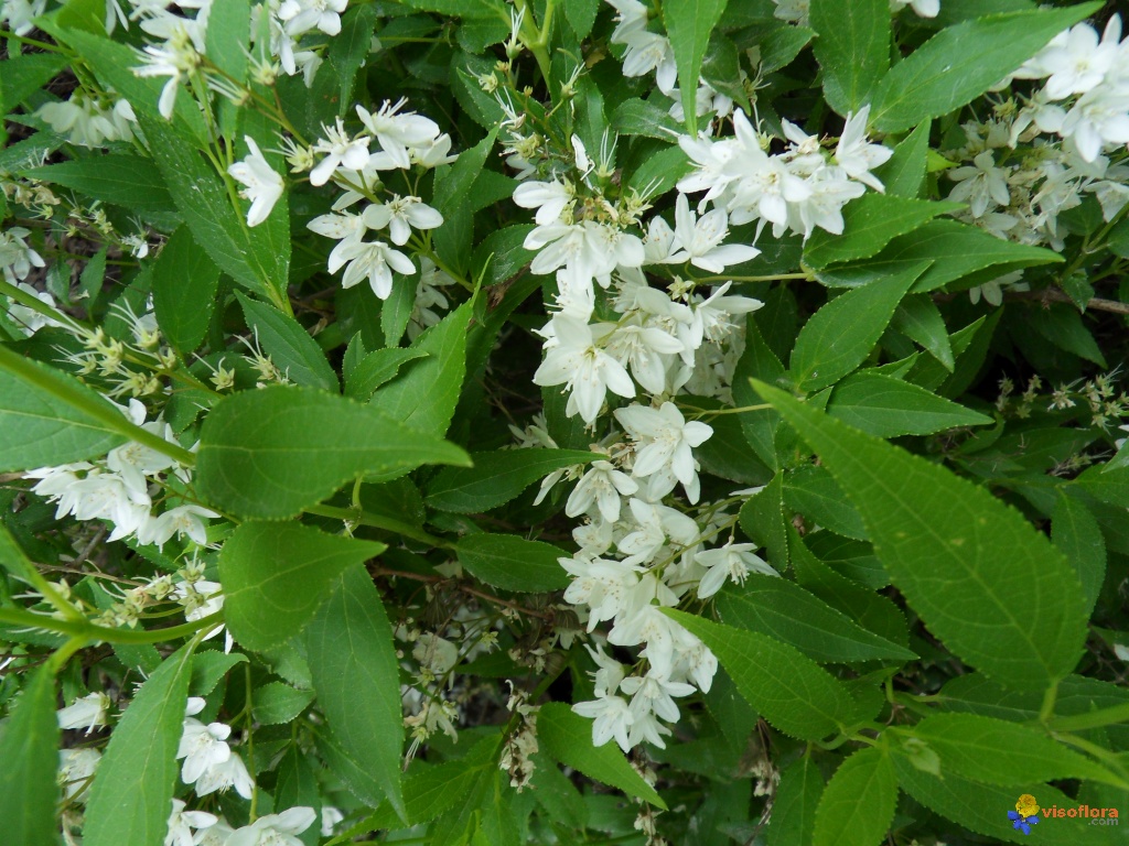Liste des arbustes a fleurs blanches
