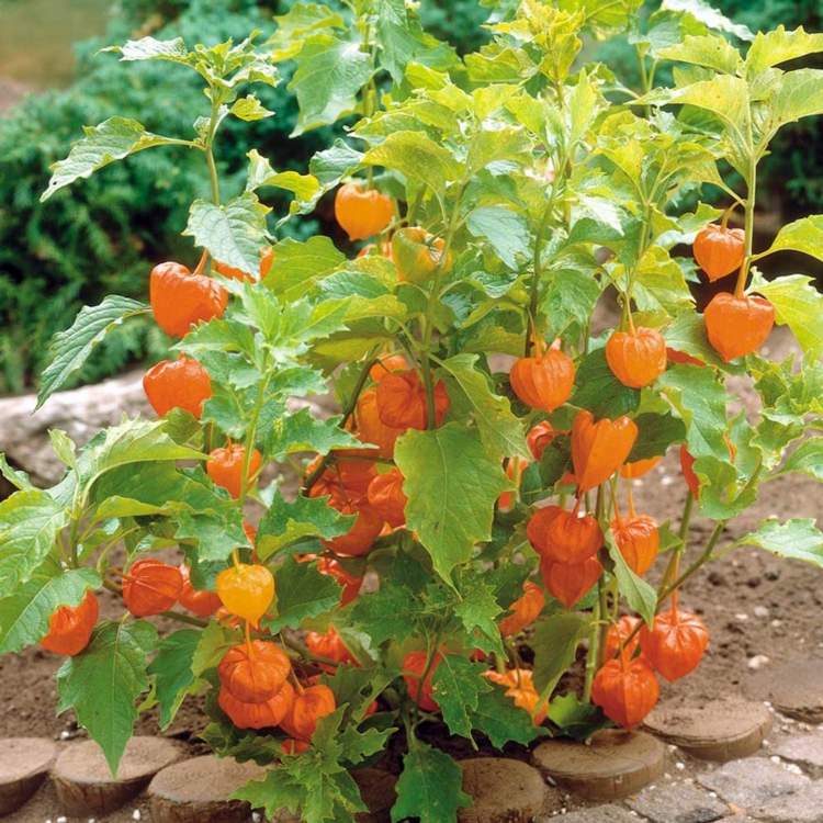 Arbuste avec boules oranges