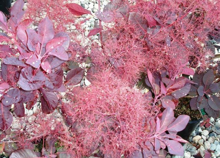 Arbre feuille rouge persistant