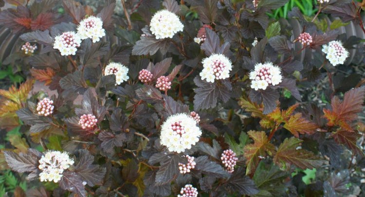 Arbuste feuilles rouges