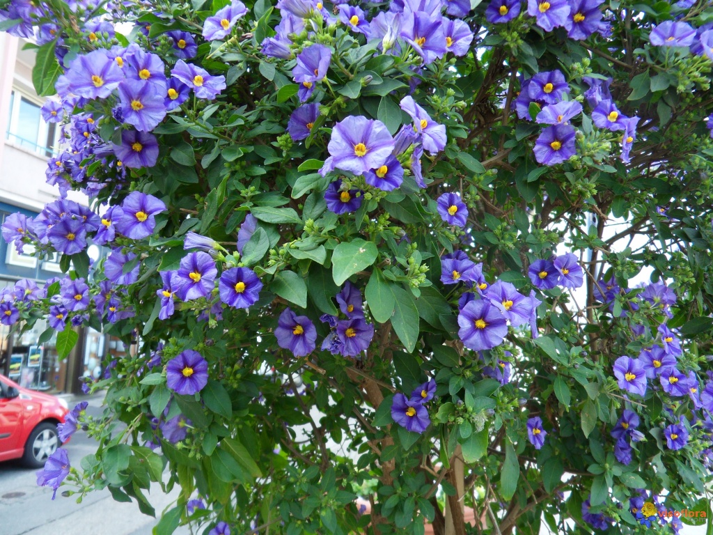 Petit arbre a fleurs bleues