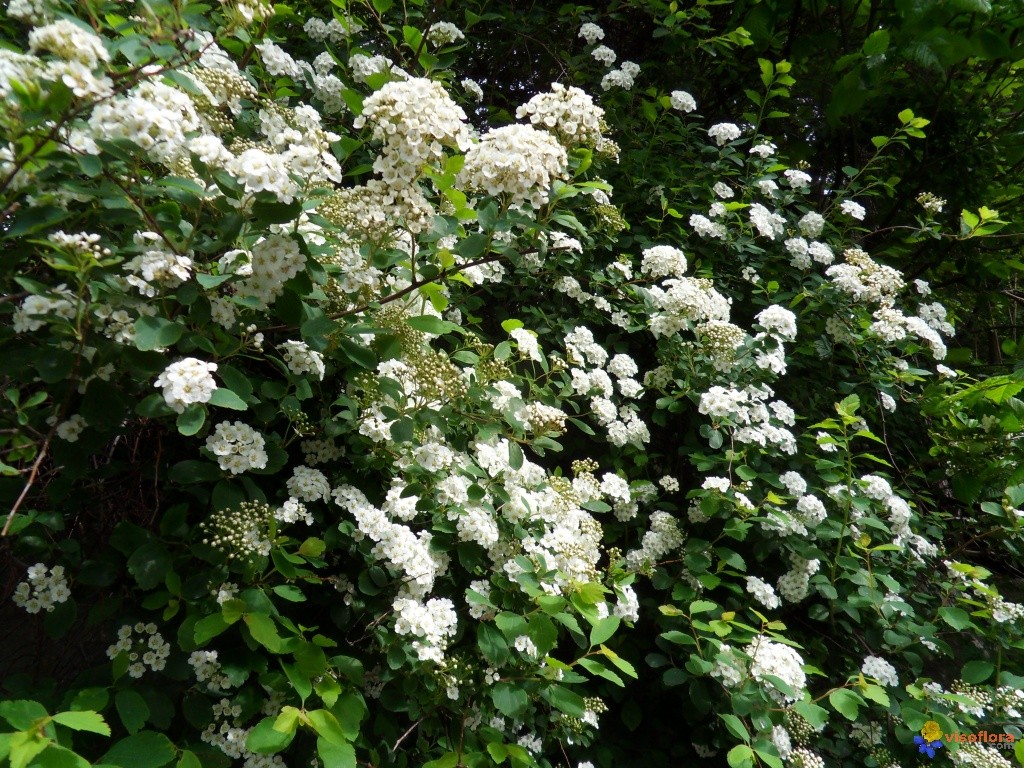 Arbustes a petites fleurs blanches
