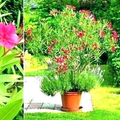 Arbuste Persistant En Pot Plein Soleil