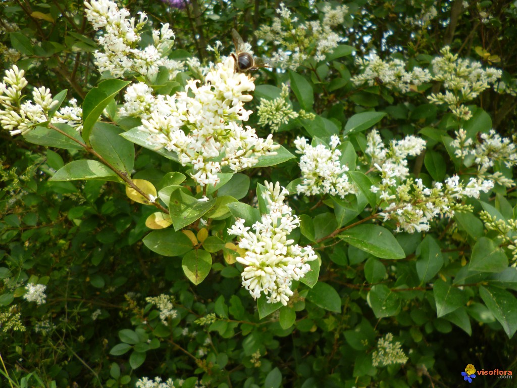 Petit arbuste a fleur blanche